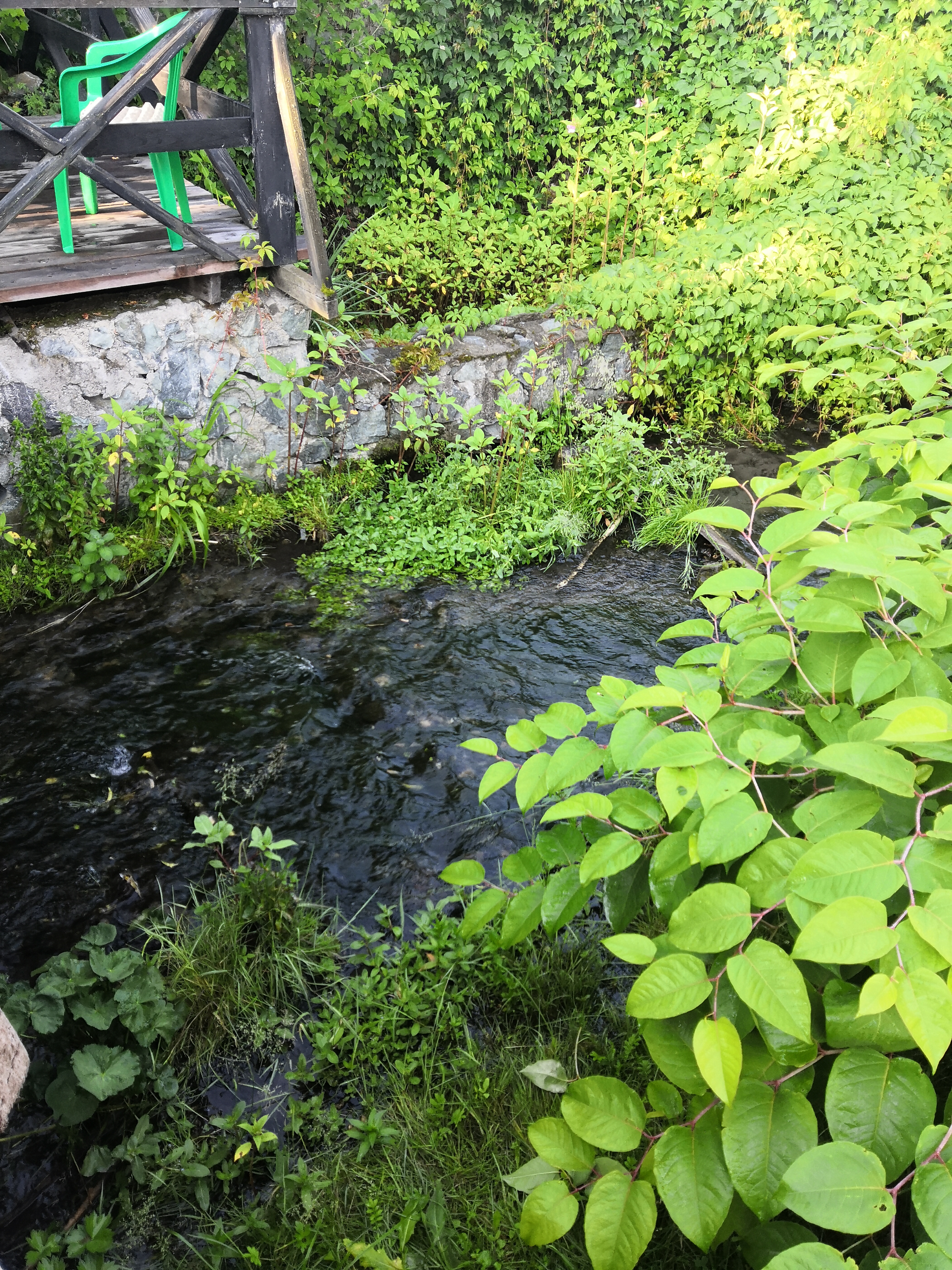 Фото У ручья