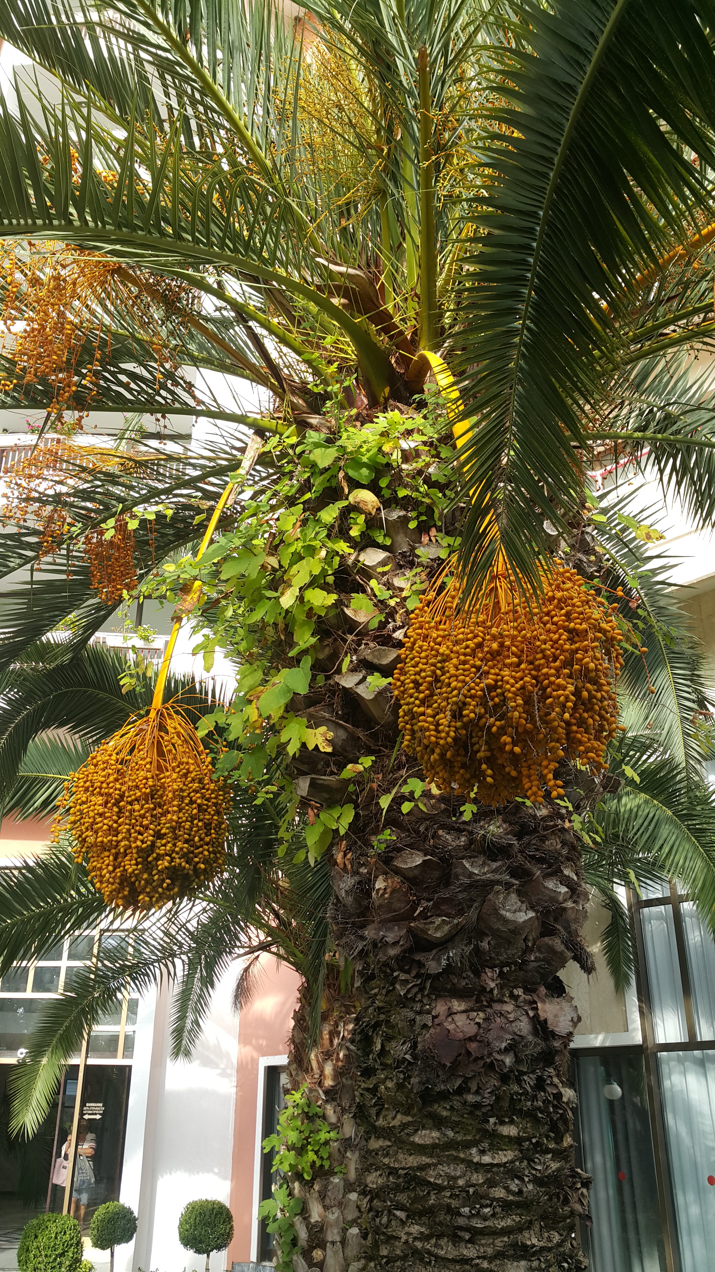 Фото Айсберг