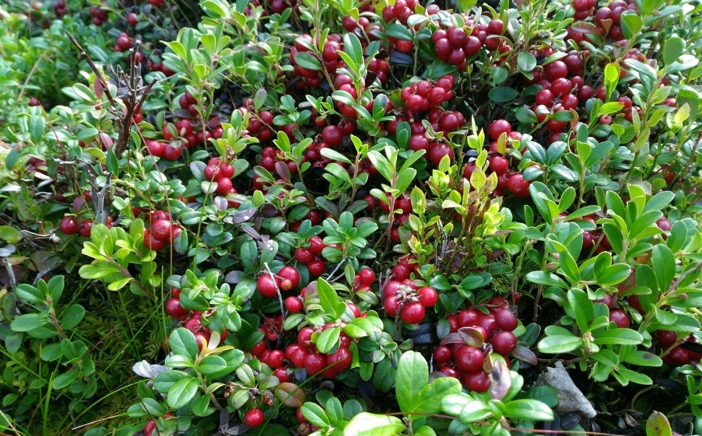 Фото Челмужская усадьба