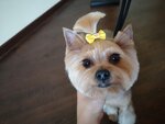 Pushkinogroom (Nadsonovskaya ulitsa, 24), pet salon