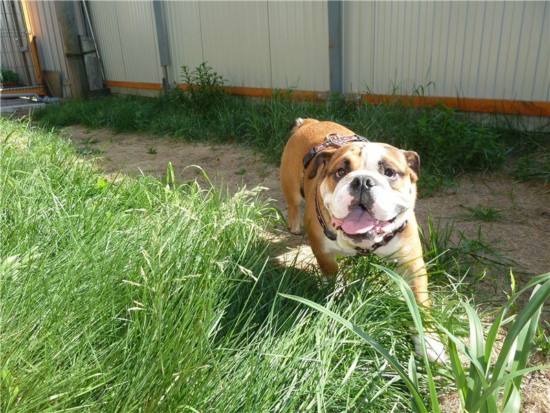 Hotel para animales Hotel for dogs Soyuz, , foto