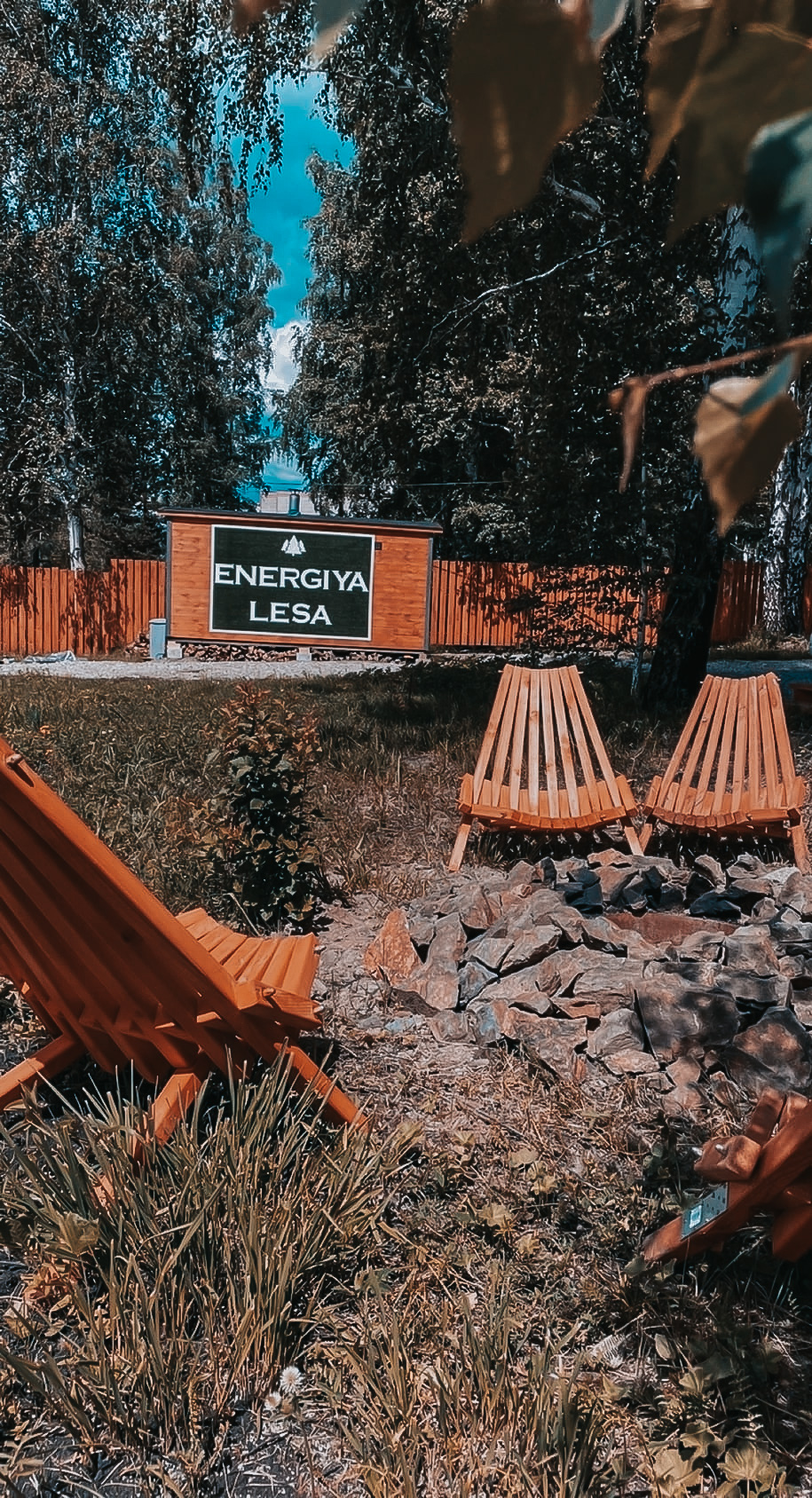 Фото Энергия леса