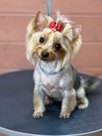 Mini boss (ahraharadok Pryluki, ulitsa Mira, 27), pet salon