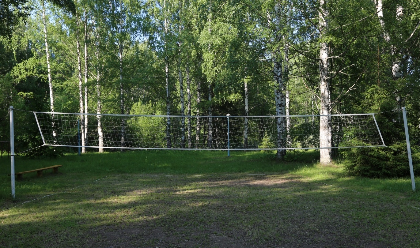 Фото Подсолнухи