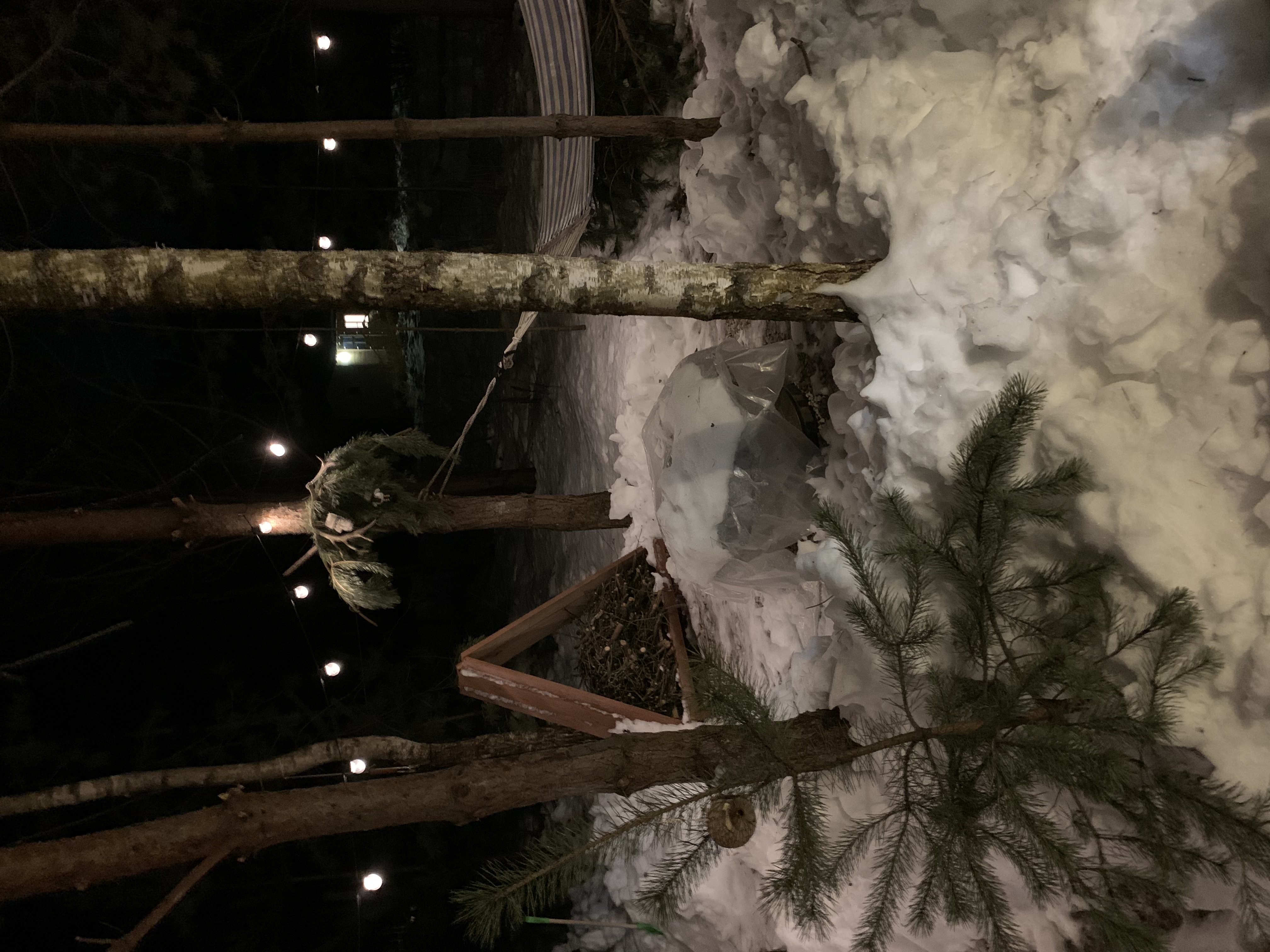 Фото TinyDacha можжевельник