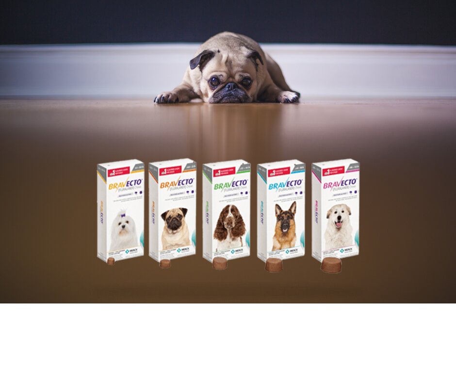 Veterinary pharmacy Regulus Armenia, Yerevan, photo