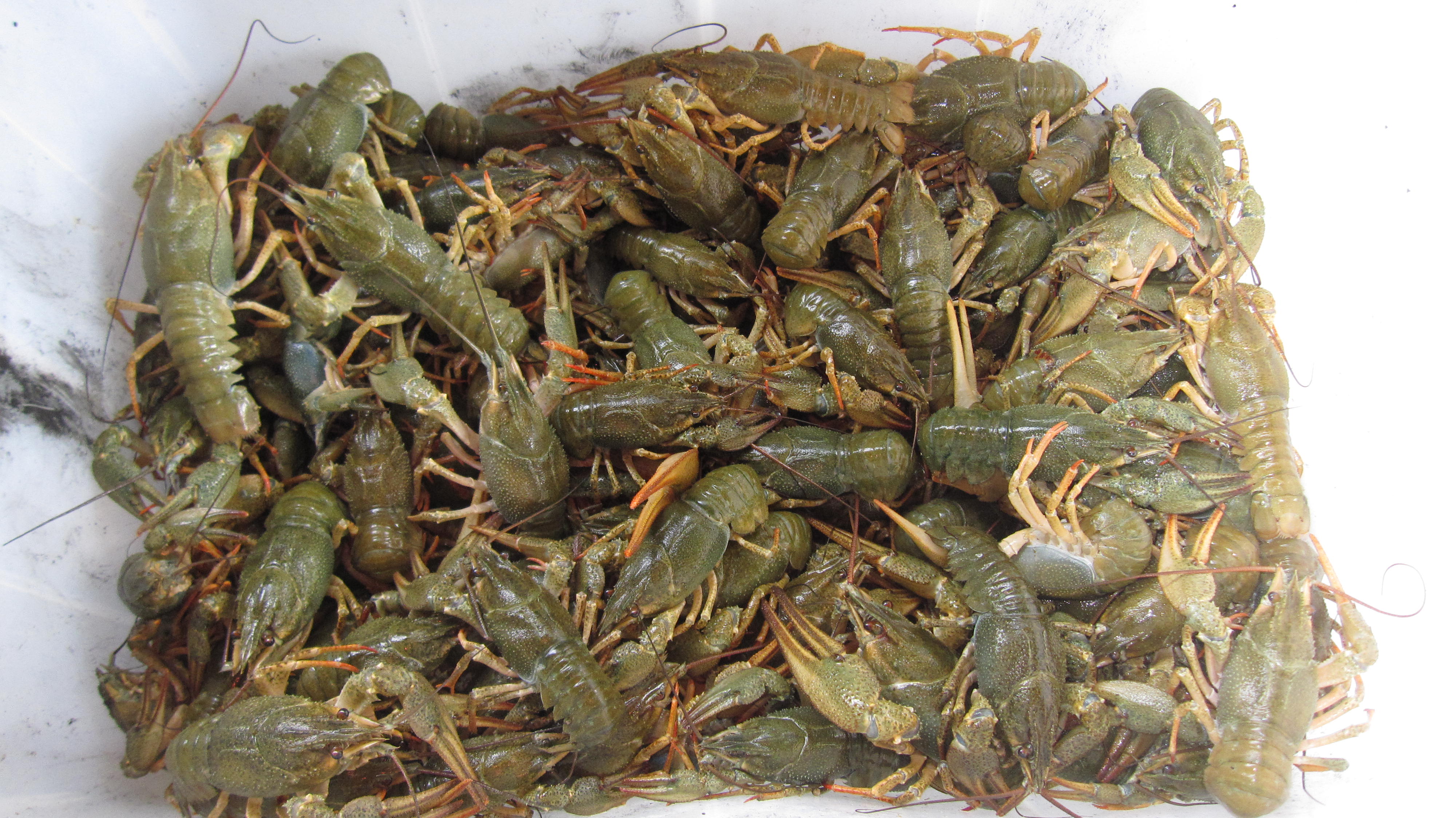 Фото Тихий Причал