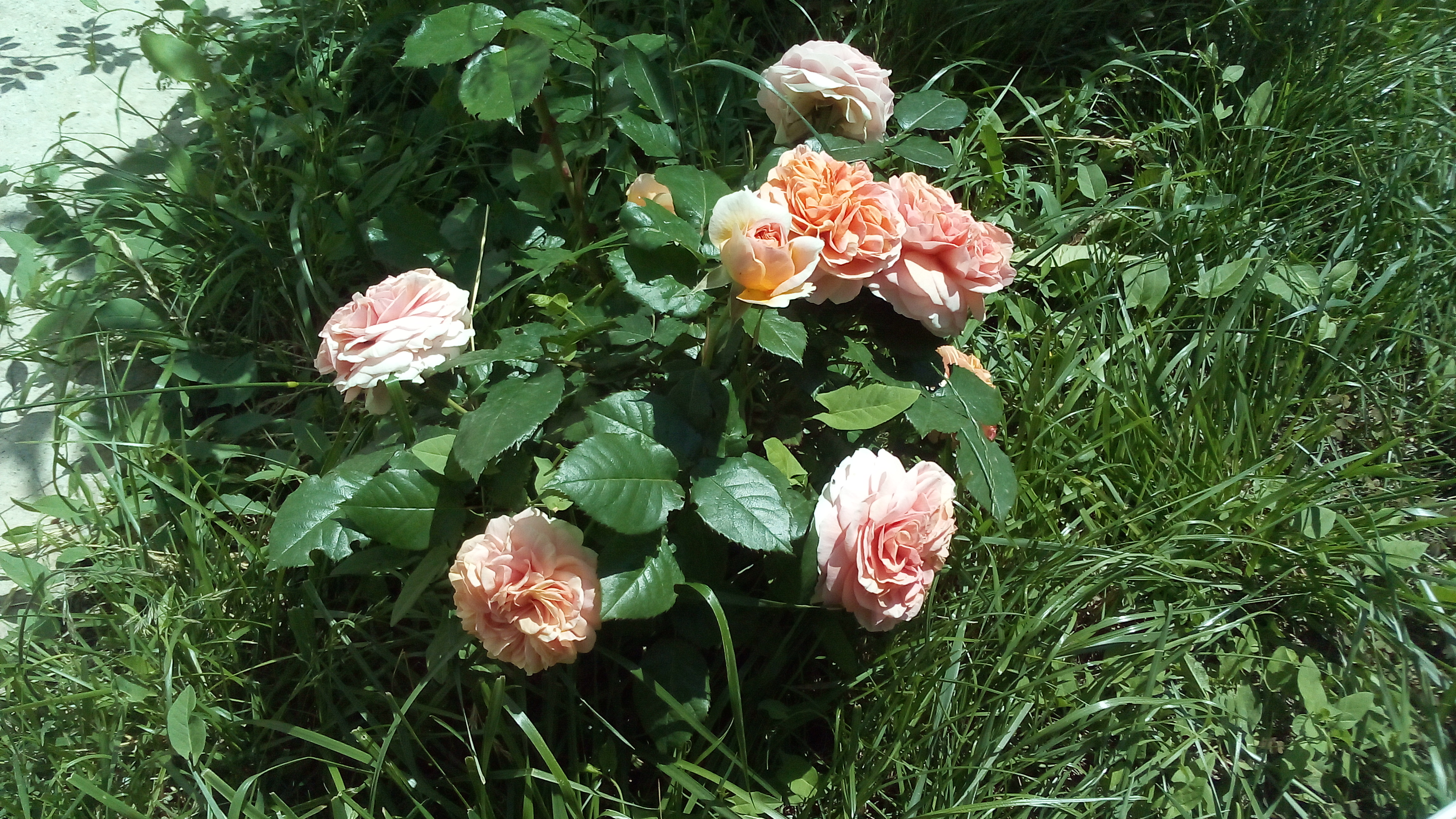 Фото Добрый шкипер