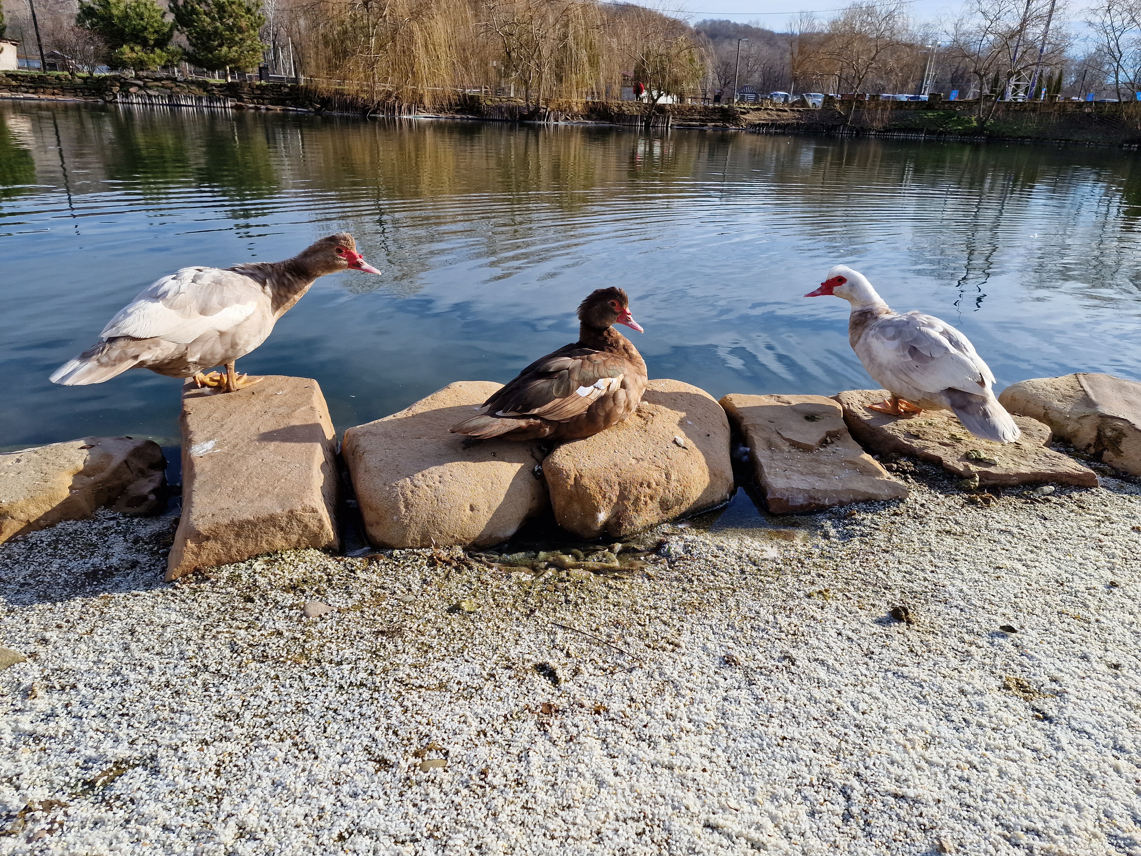 Фото Кремниевы термы