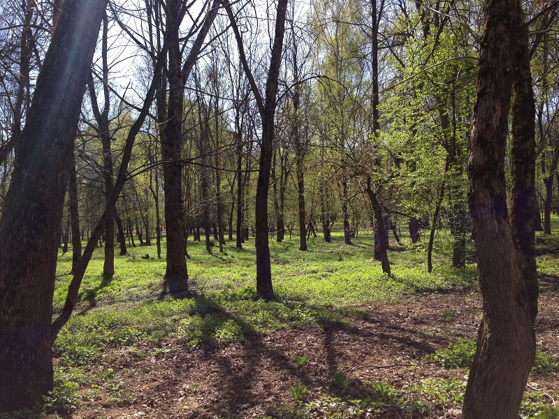 Парк культуры и отдыха Щелковский городской парк культуры и отдыха, Щёлково, фото