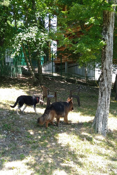 Фото Загородный дом в лесу