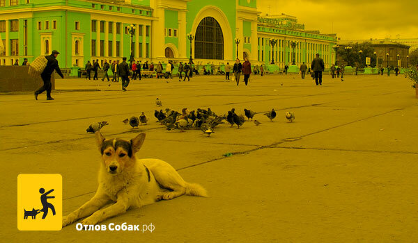 Приют для животных Служба отлова животных, Москва, фото