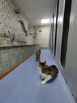 Gostinitsa dlya koshek Koshki-Myshki (Moskovskiy District, Pobedy Street, 4), pet hotel