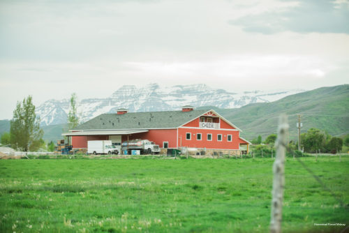 Фото Homestead Resort