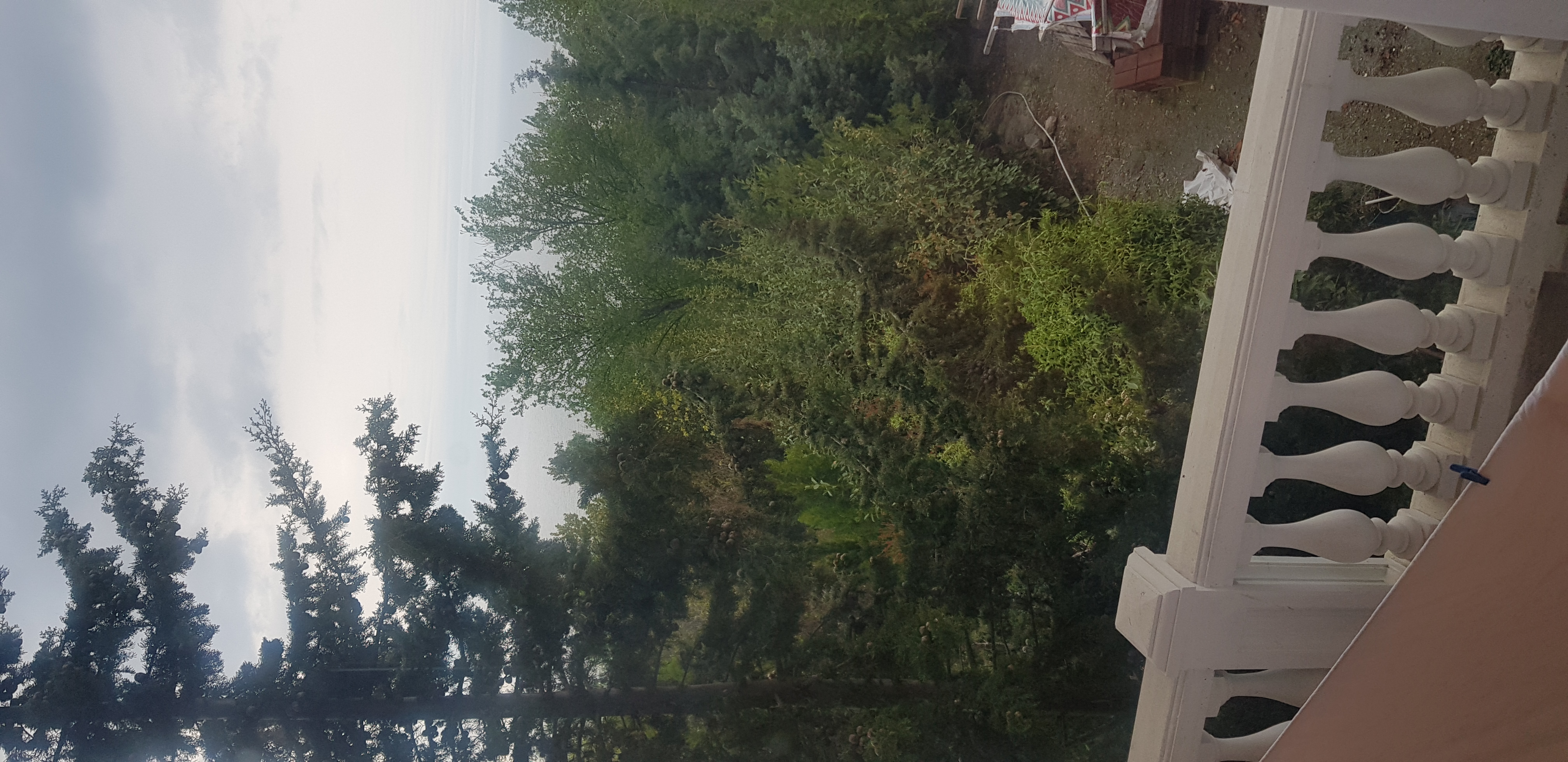 Фото Кипарис