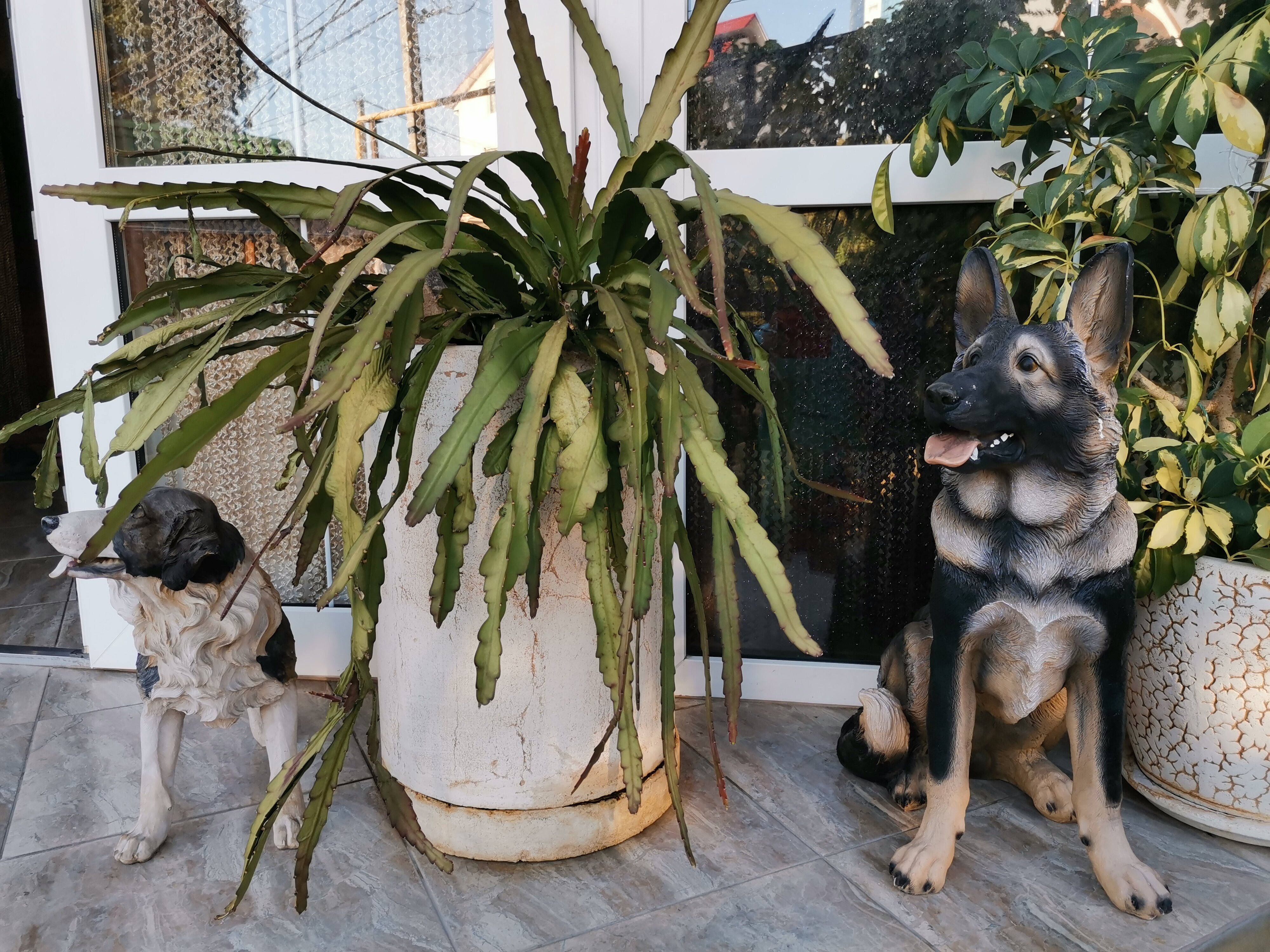 Фото Ромашка