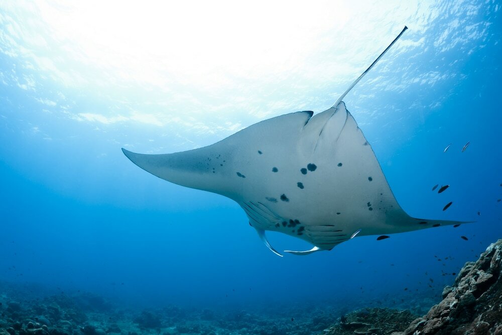 Фото Ocean Beach Inn - Maldives