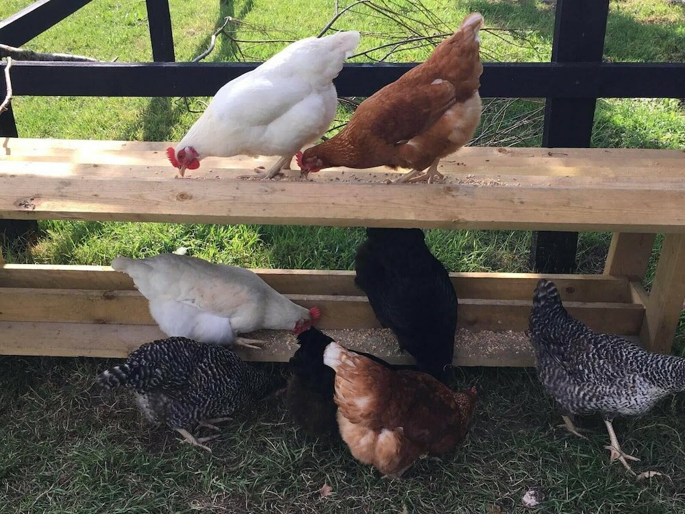 Фото Wingfield Escapes