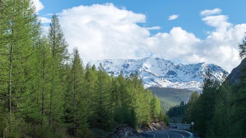 Фото Рыжий пёс