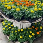 Letto (Uralskaya Street, 214А) ، مركز الحديقة