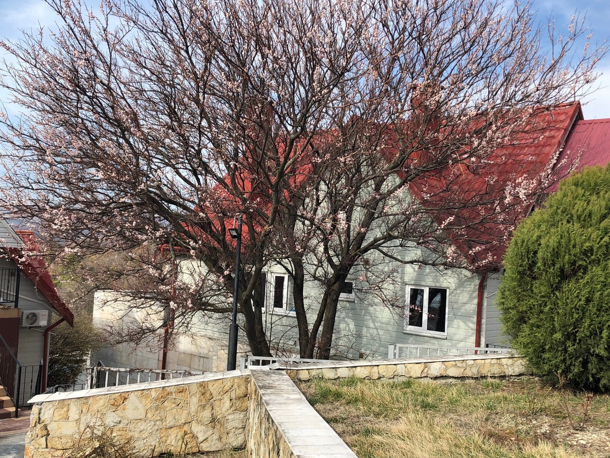 Фото Ёlka Hills