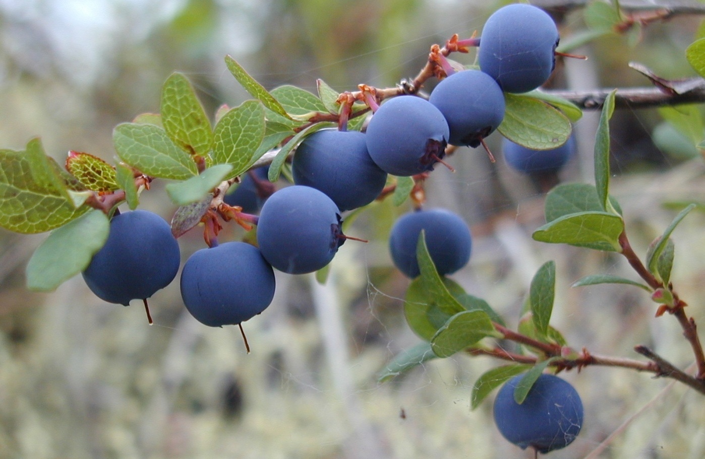 Фото Челмужская усадьба