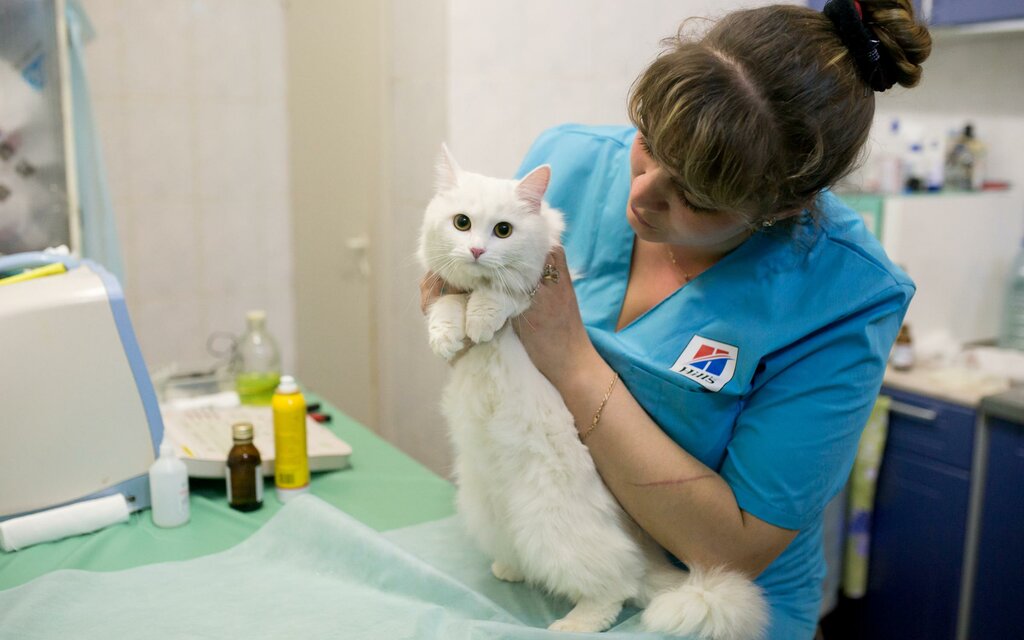 Veterinary clinic Lel, Nizhny Novgorod, photo