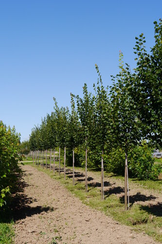Склад ООО Питомник Вашутино
