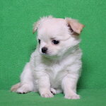 Irlita (Bolshaya Ochakovskaya Street, 41), vivero de animales