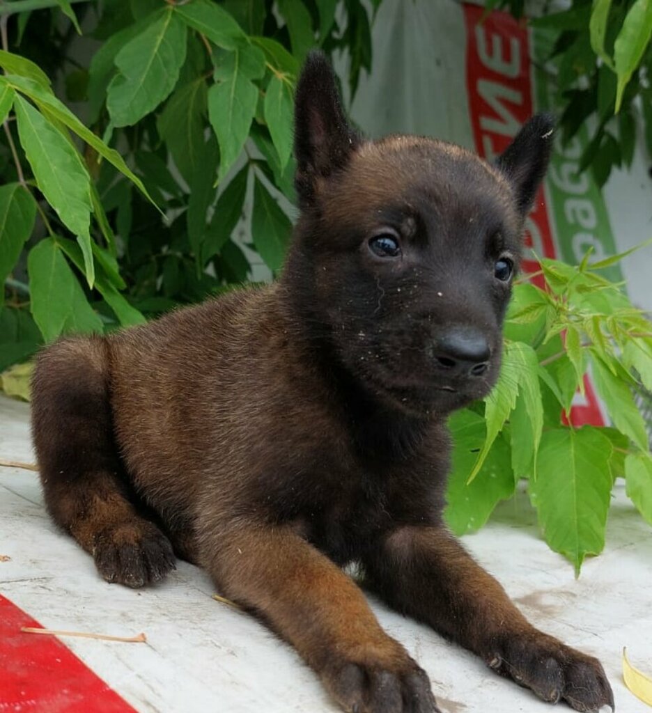 Animal nursery Nursery Ot Solnika, Shcherbinka, photo