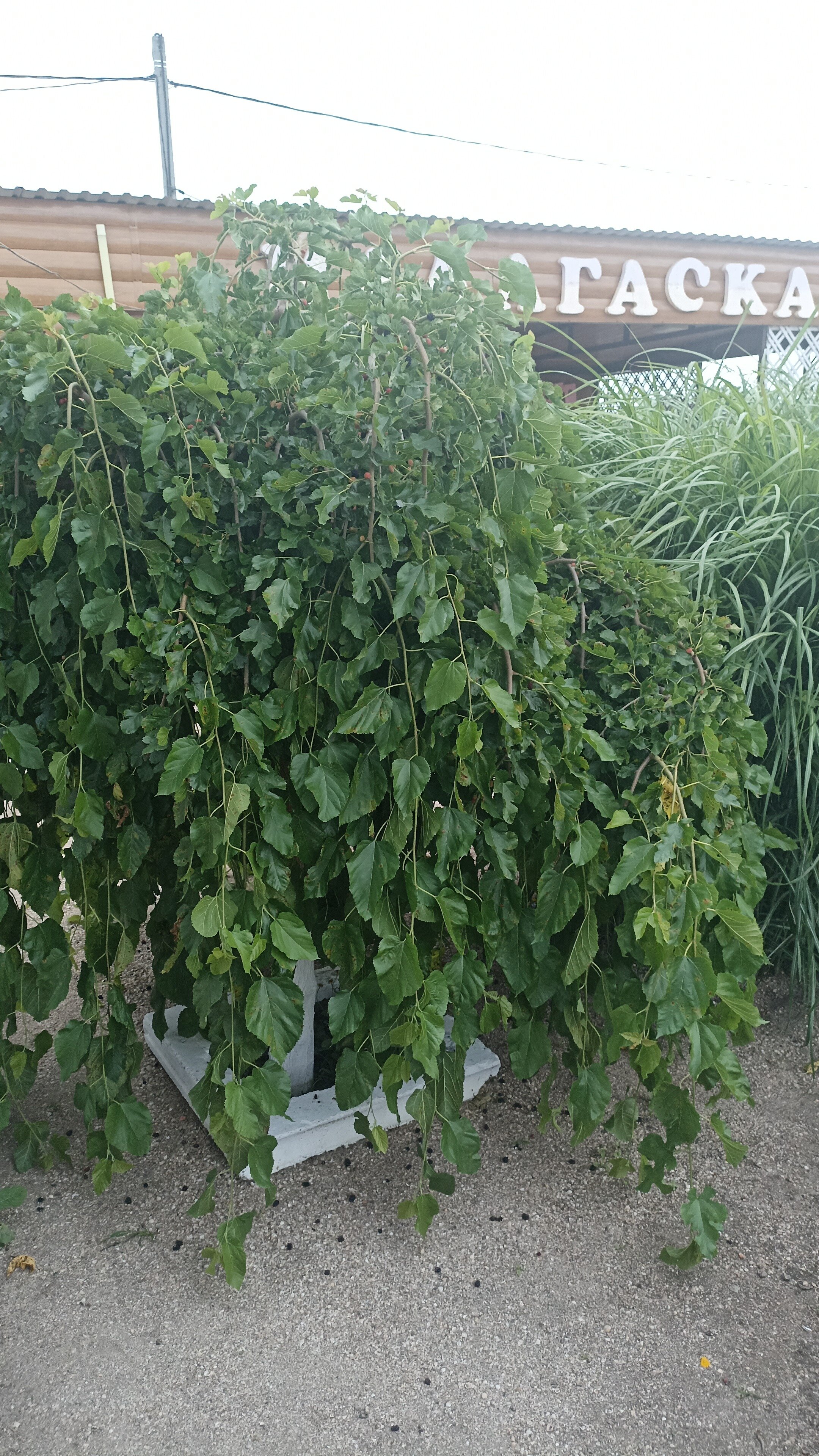 Фото Мадагаскар