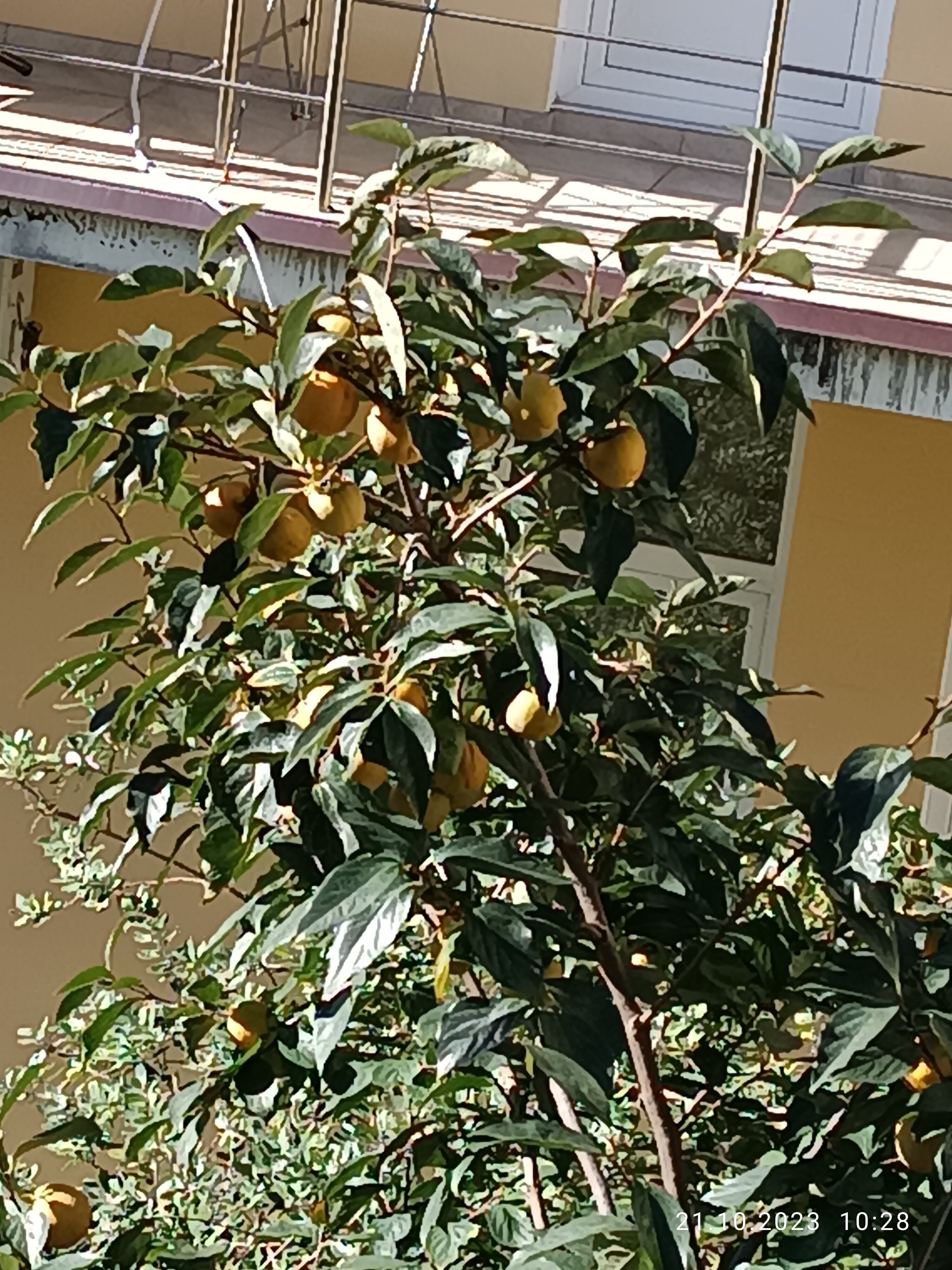 Фото Оливия