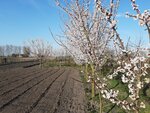 Medvino (деревня Задерть, 3, корп. 2), vivero de plantas
