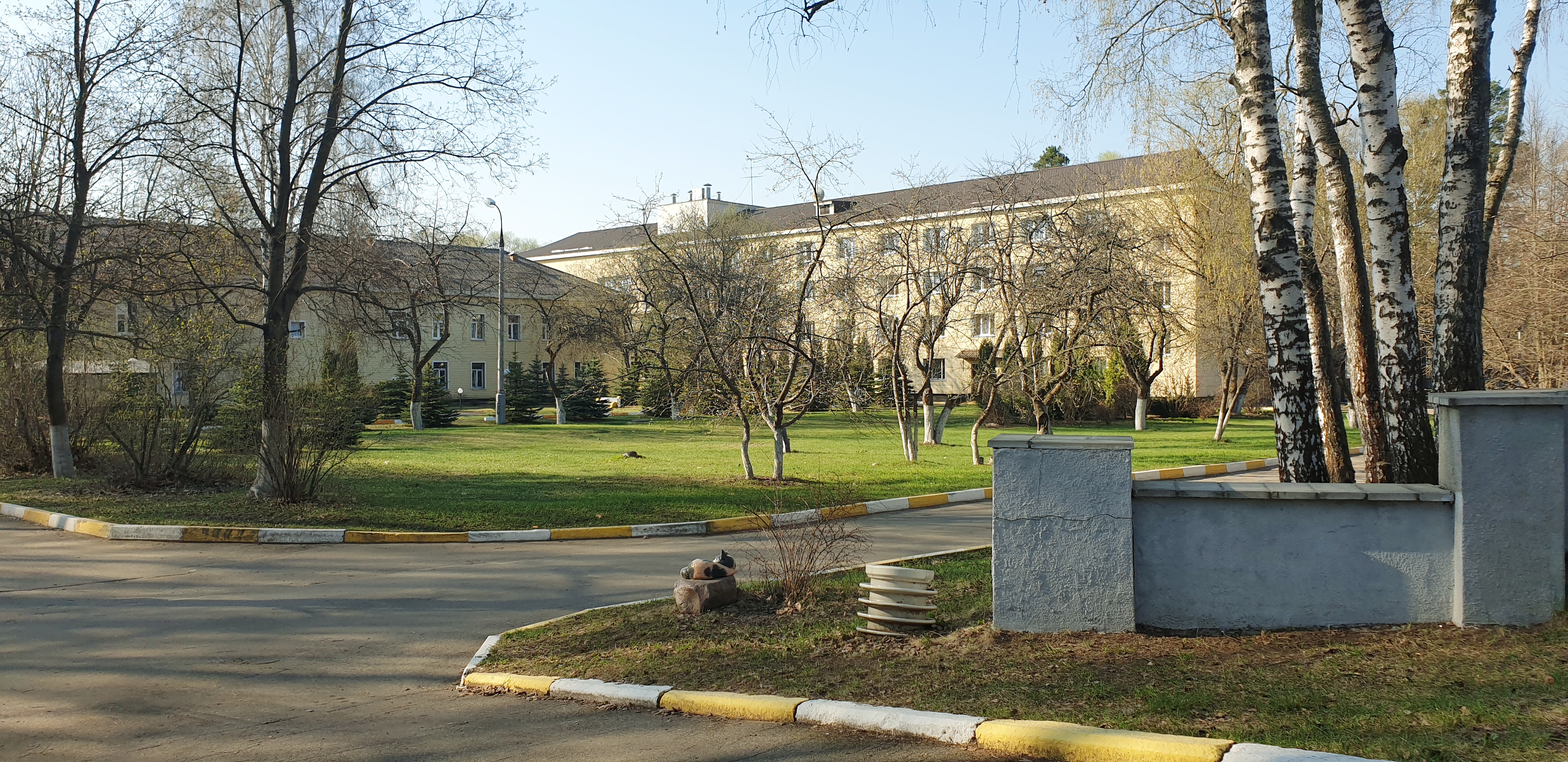 Фото Сосны