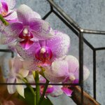 Glass and Grass (Khavskaya Street, 3), landscaping of premises