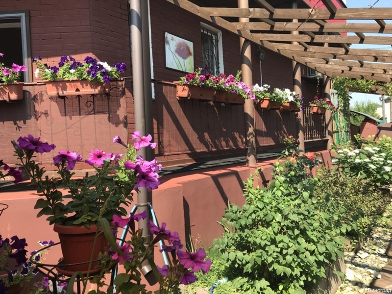 Фото Виноград