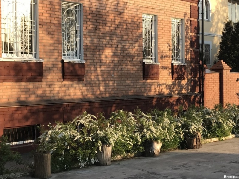 Фото Виноград