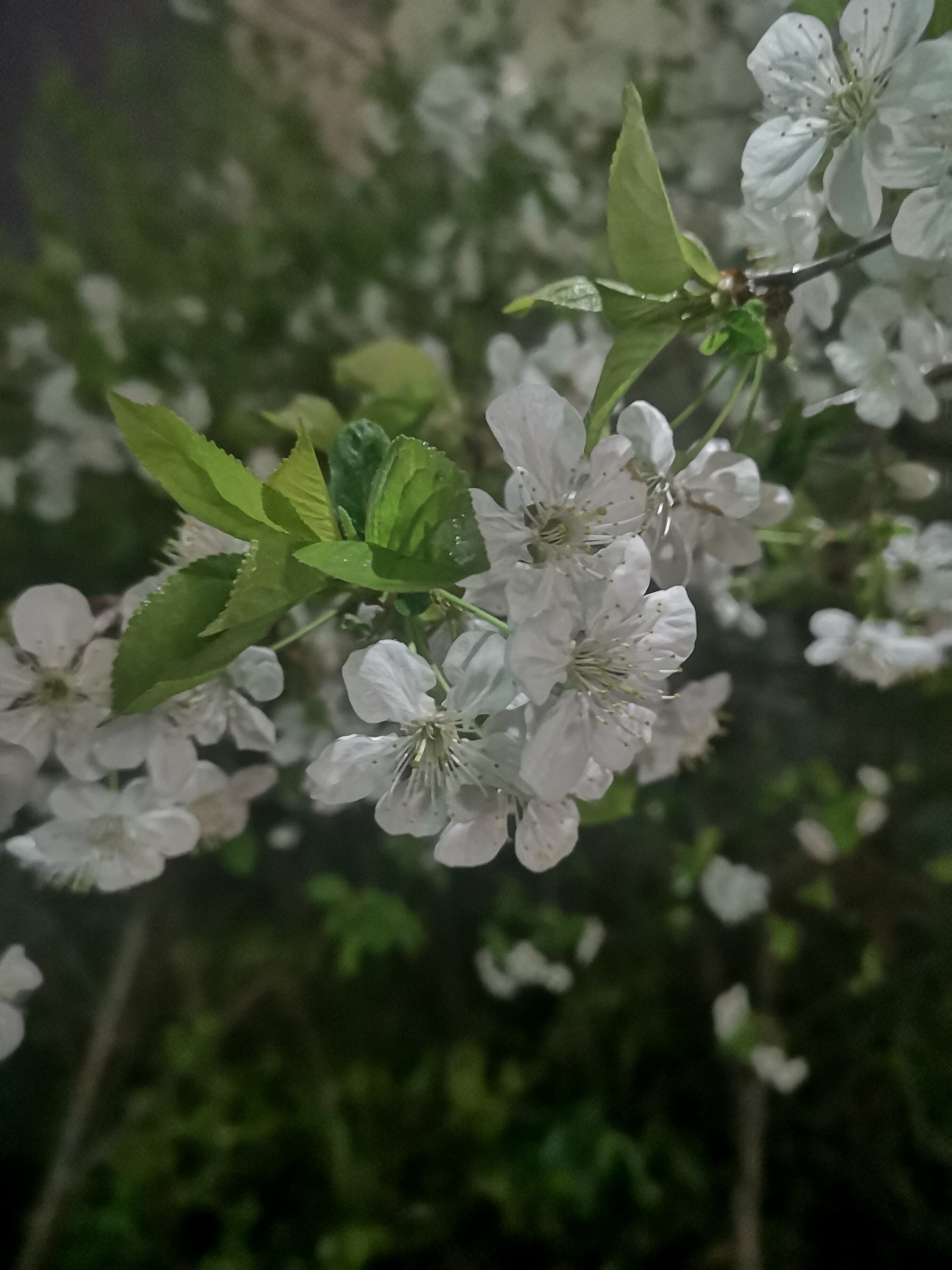 Фото Сударь