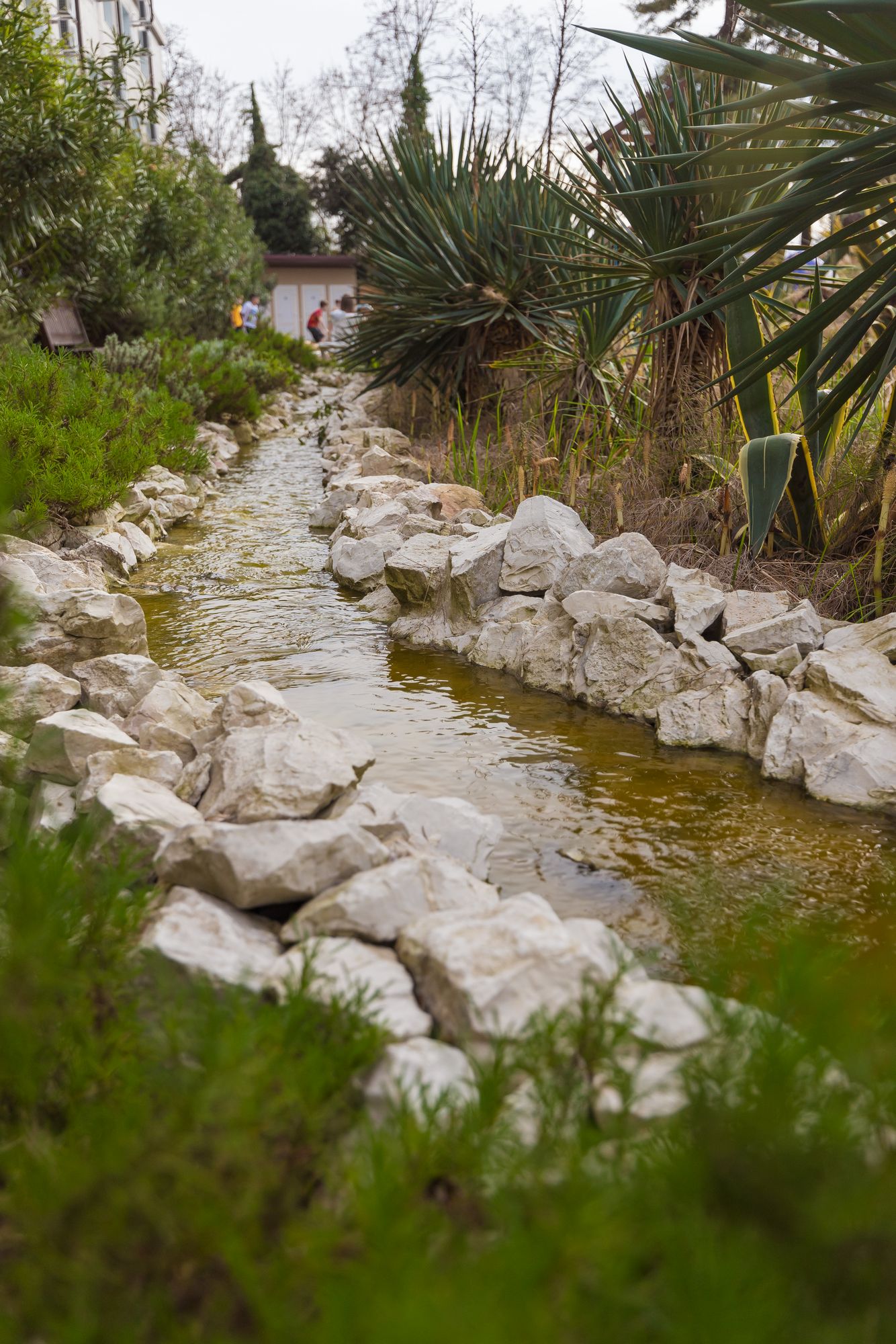 Фото Азалия