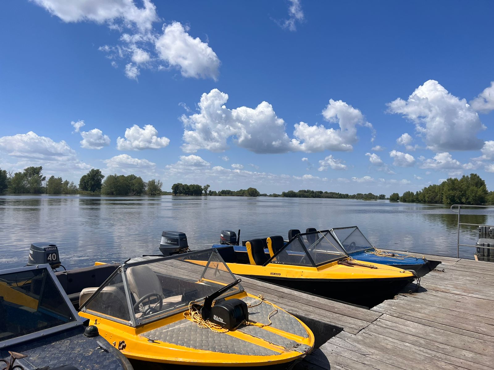 Фото Золотая рыбка