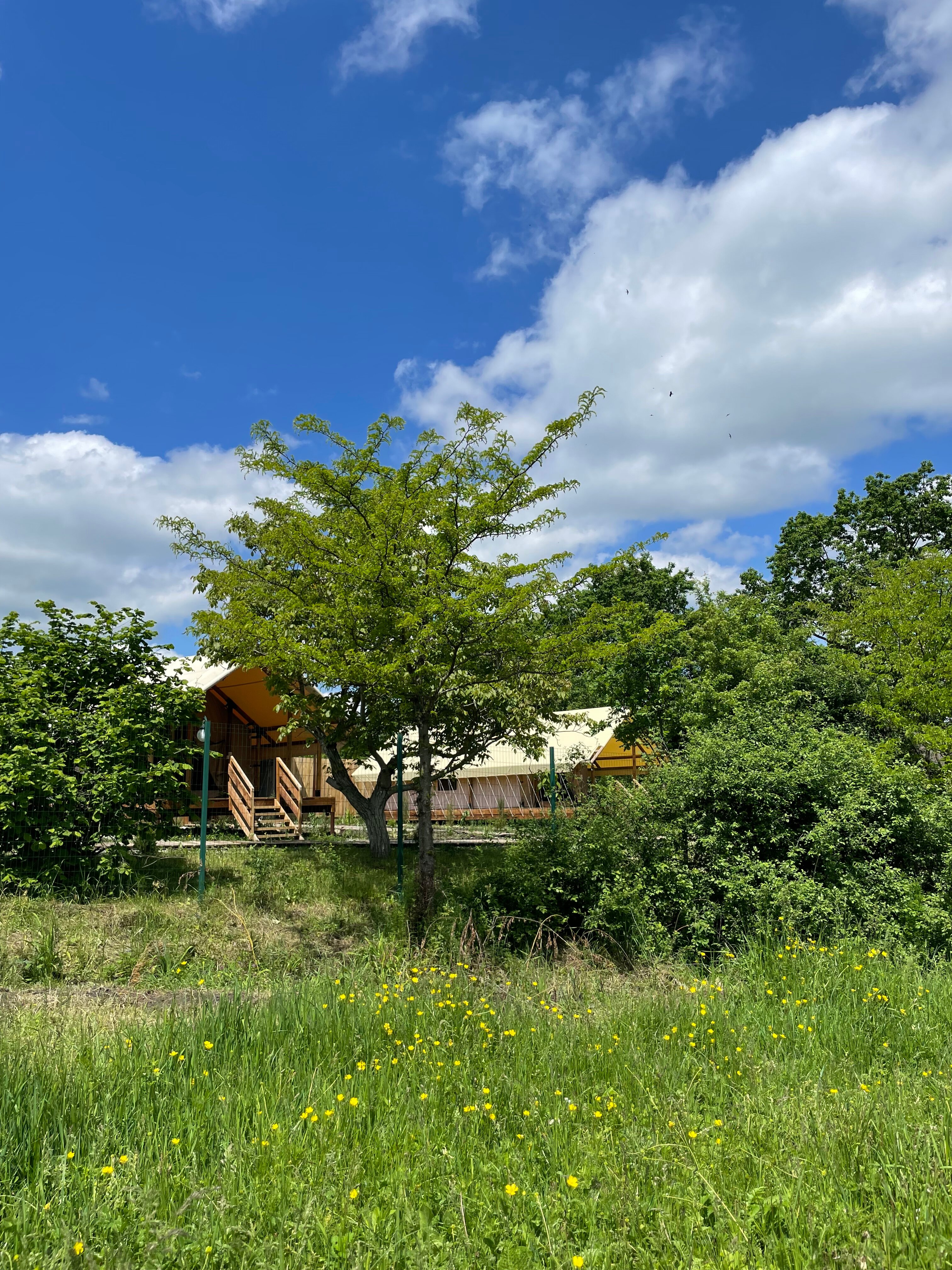 Фото Стрижи