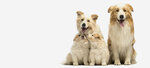 بت هاوس Pet House - Pet Supplies, Pet Foods, Dog Food, Cat Food, Kuwait (13, 13 Street, Al Warqa'A 1, Mushraif, Dubai), pet shop