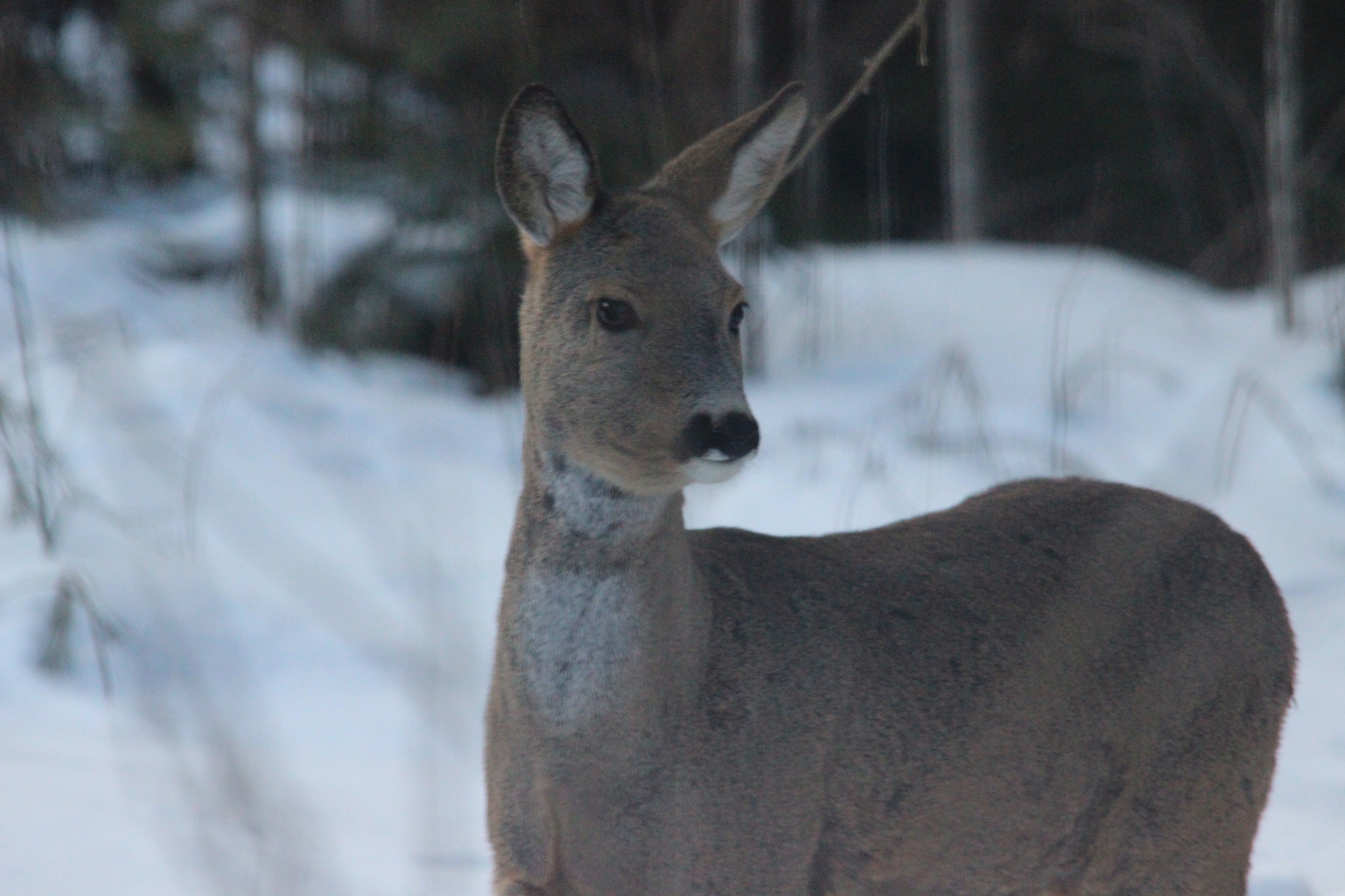Фото Хутор Комаришки