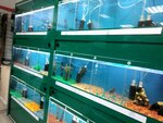 Zoomarket (Stalevarov Street, 36), pet shop