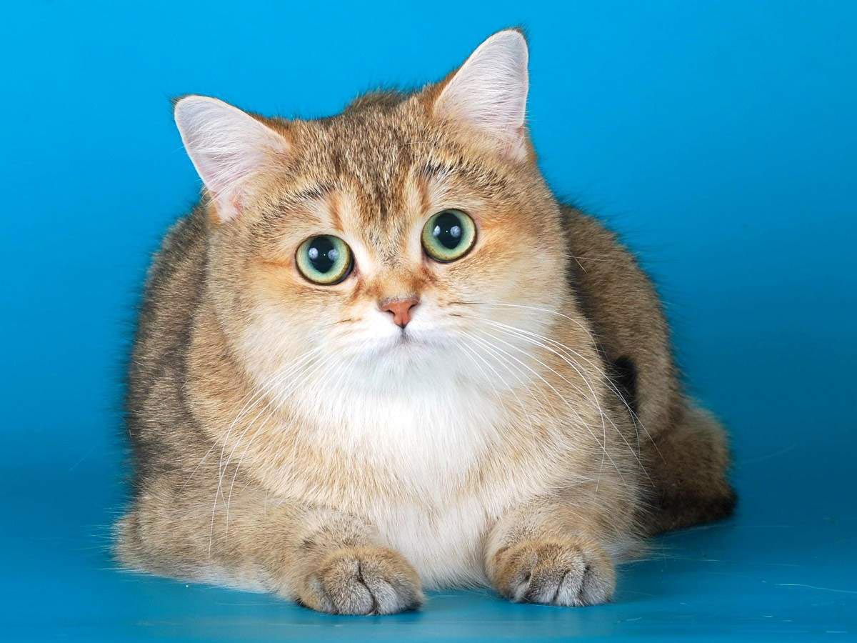 Золотая тикированная шиншилла фото