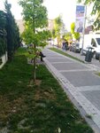 Kizilelma Parki (İstanbul, Fatih, Kızılelma Cad.) ، الغابات