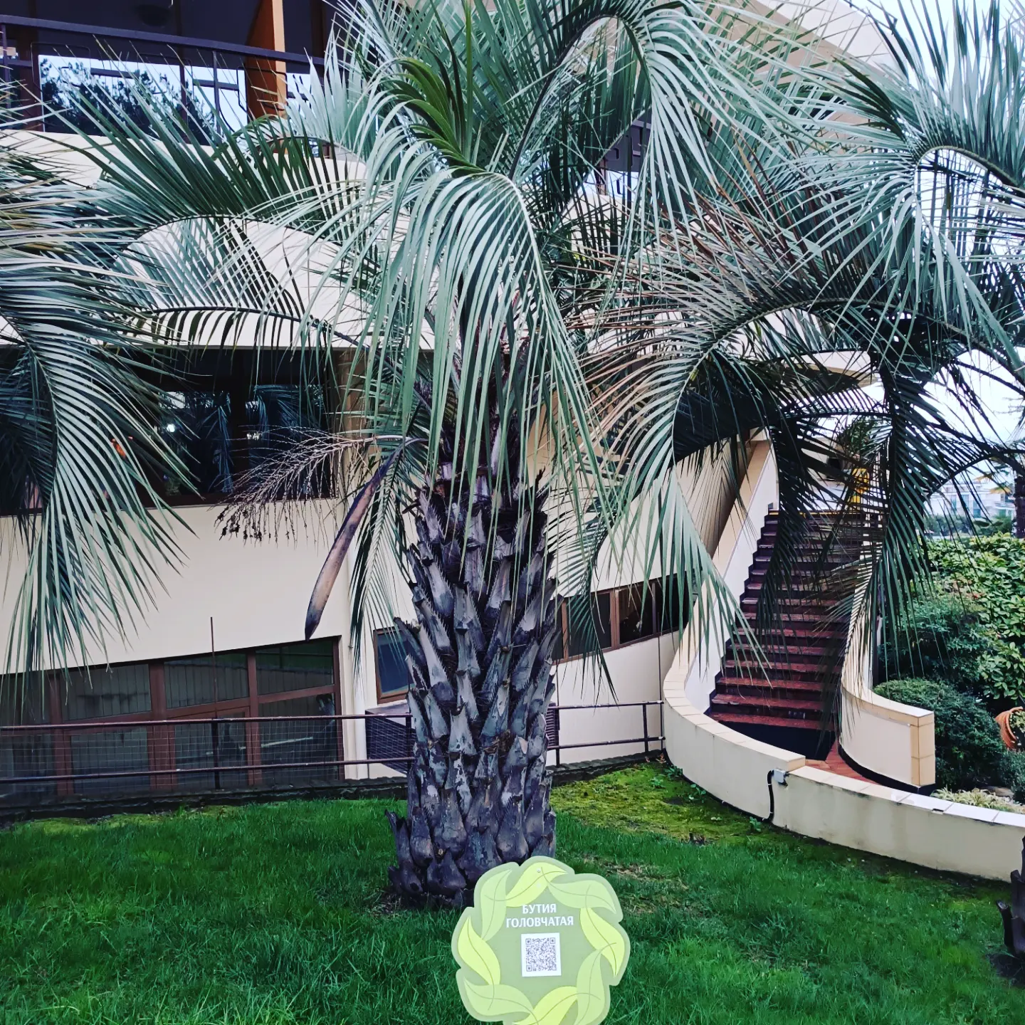 Фото Дивный