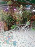 Оранжерея, фотостудия, продажа цветов (ulitsa Lazo, 2Д), photo studio