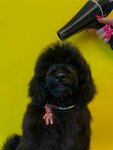 Pet's Barber (Луганская ул., 4), зоосалон, зоопарикмахерская в Екатеринбурге