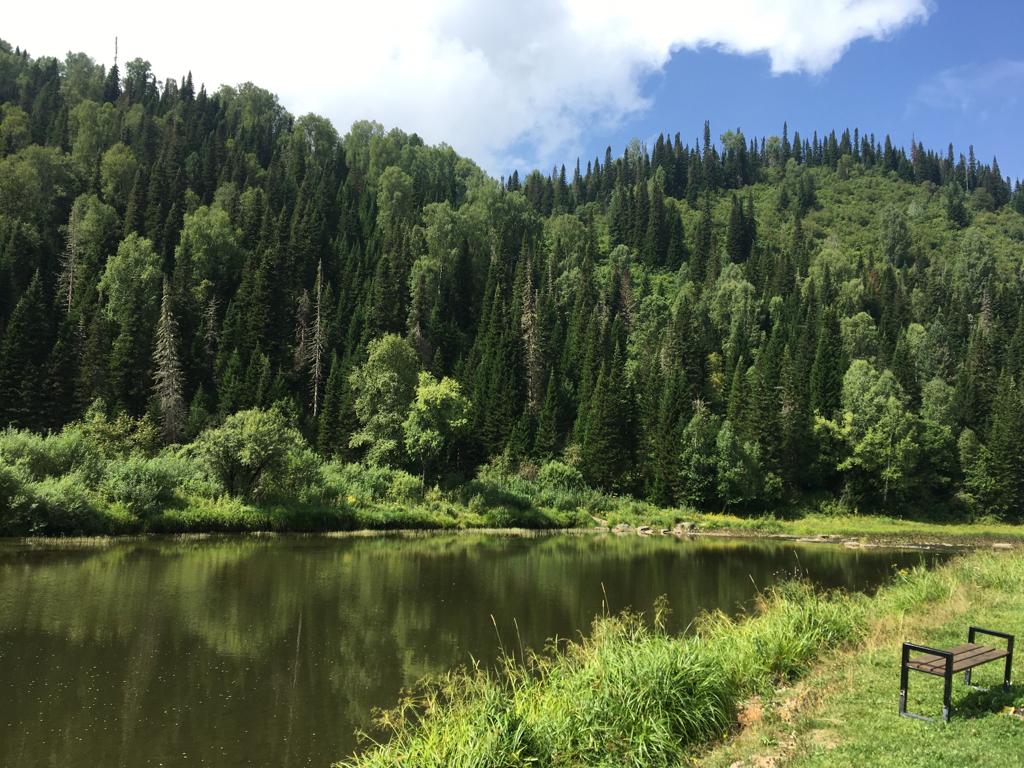 Фото Золотая сова